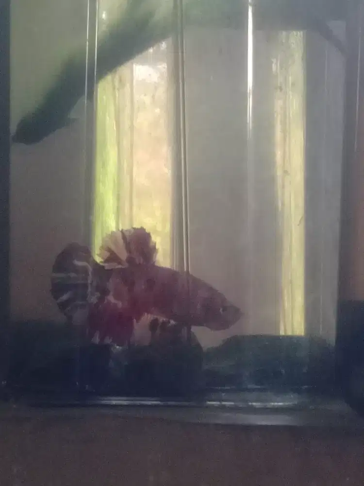 Ikan cupang..Giant Nemo. Multicolor