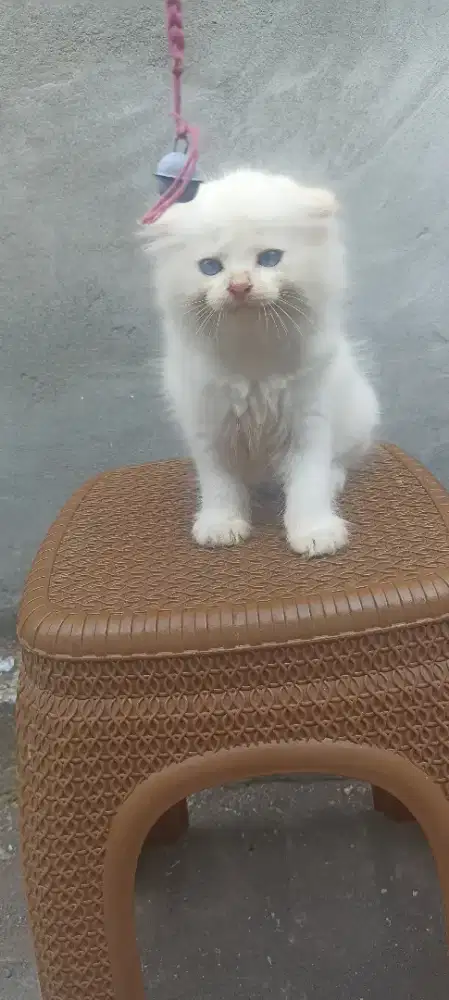 Scottish fold jantan putih blue eyes
