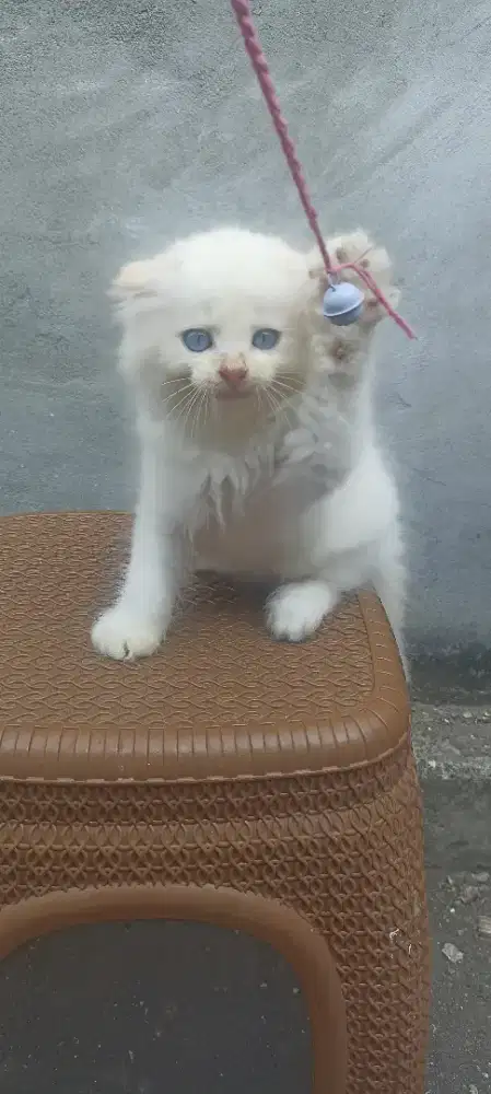 Scottish fold jantan putih blue eyes