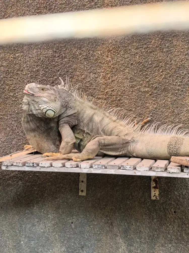 Dijual iguana reptil