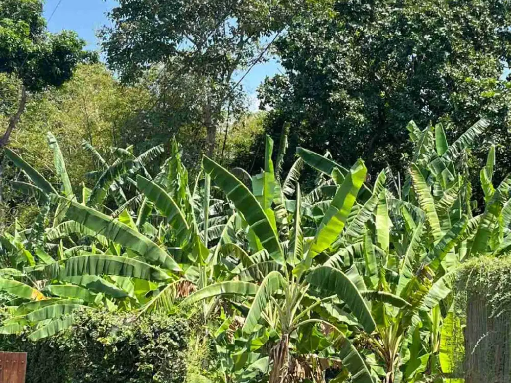 Tanah untuk di jual