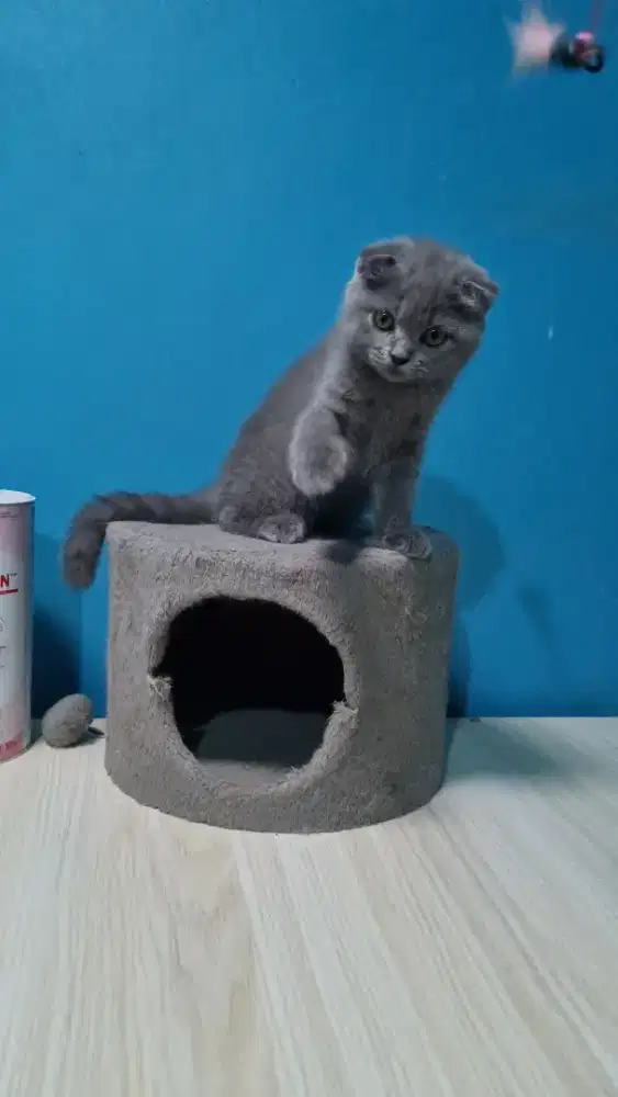Kucing scottish fold