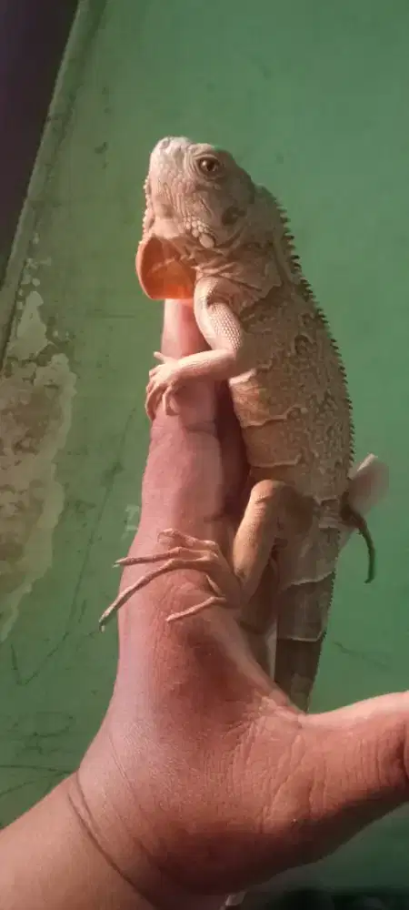 Monggo yg minat iguana tored jantan