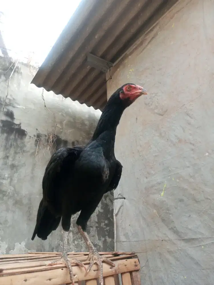 ayam pakhoy/brakot betina