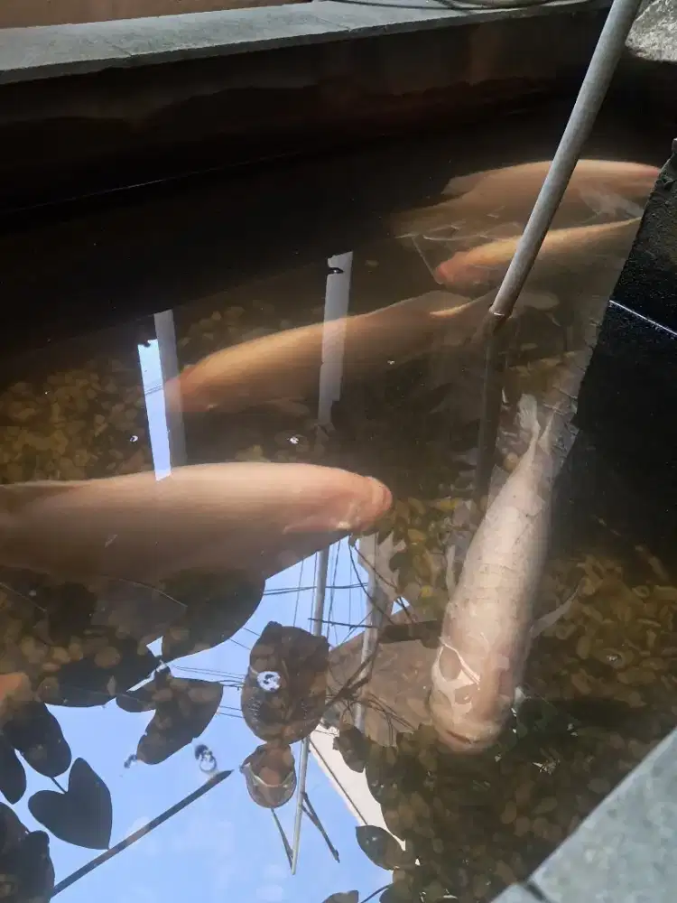Ikan gurame padang