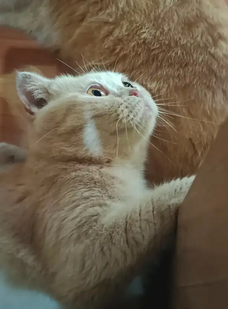Kucing Scottish mix BSH mix