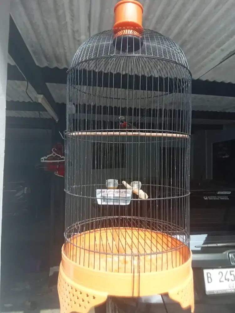 Burung Kolibri gacor