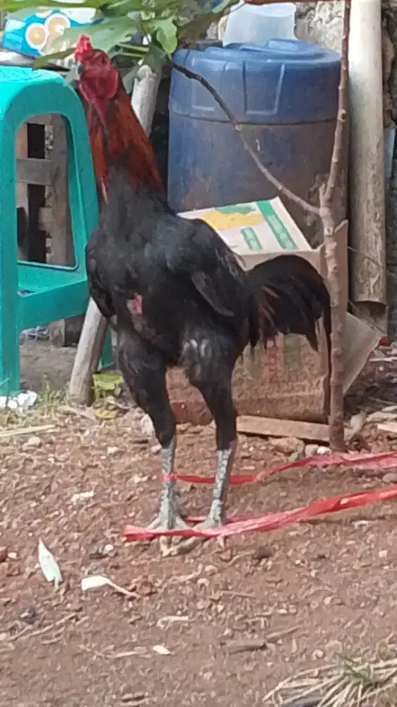 Ayam Jago Birma