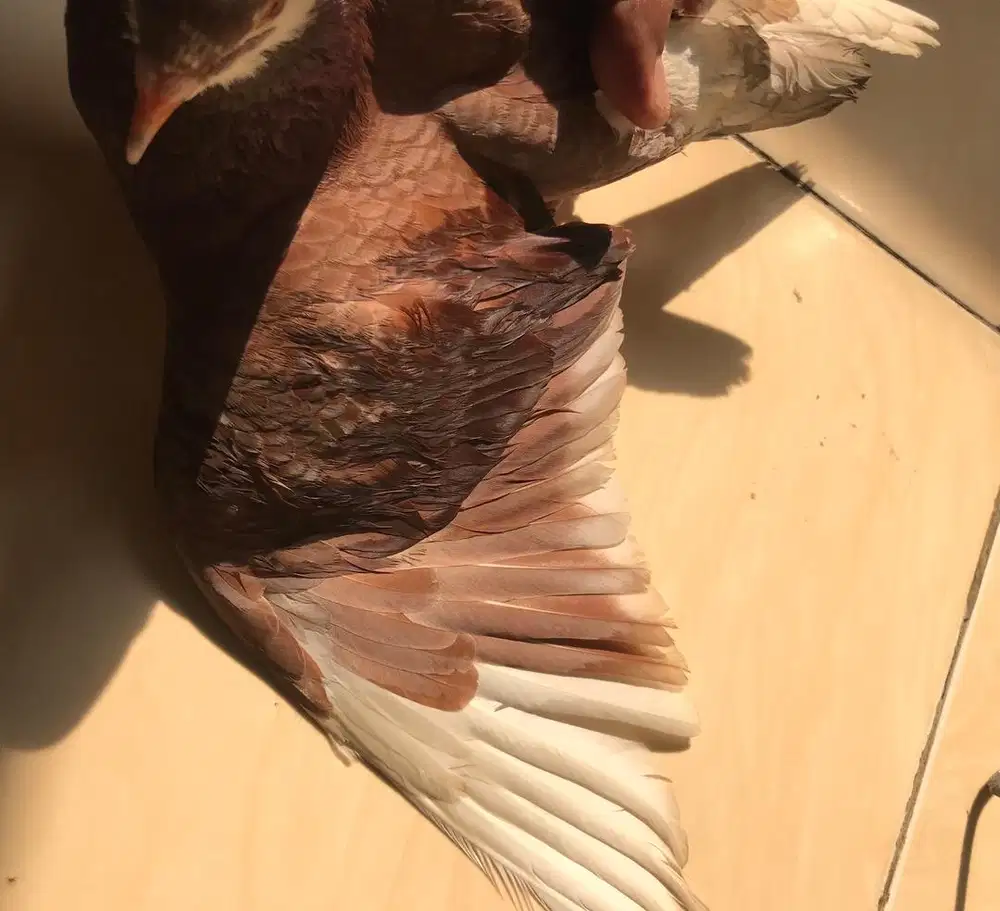 burung dara merpati  player