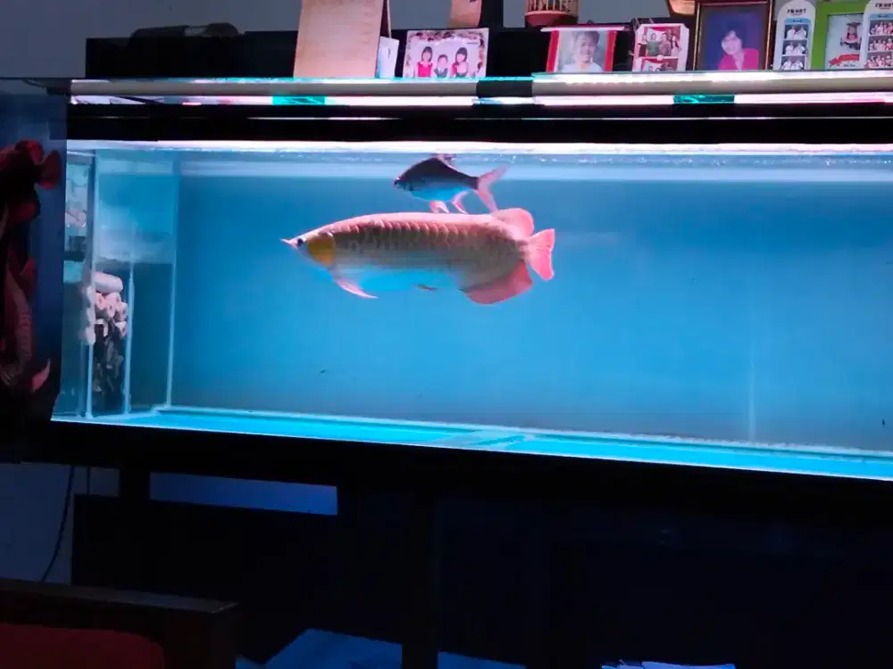 Akuarium 2 meter + super red