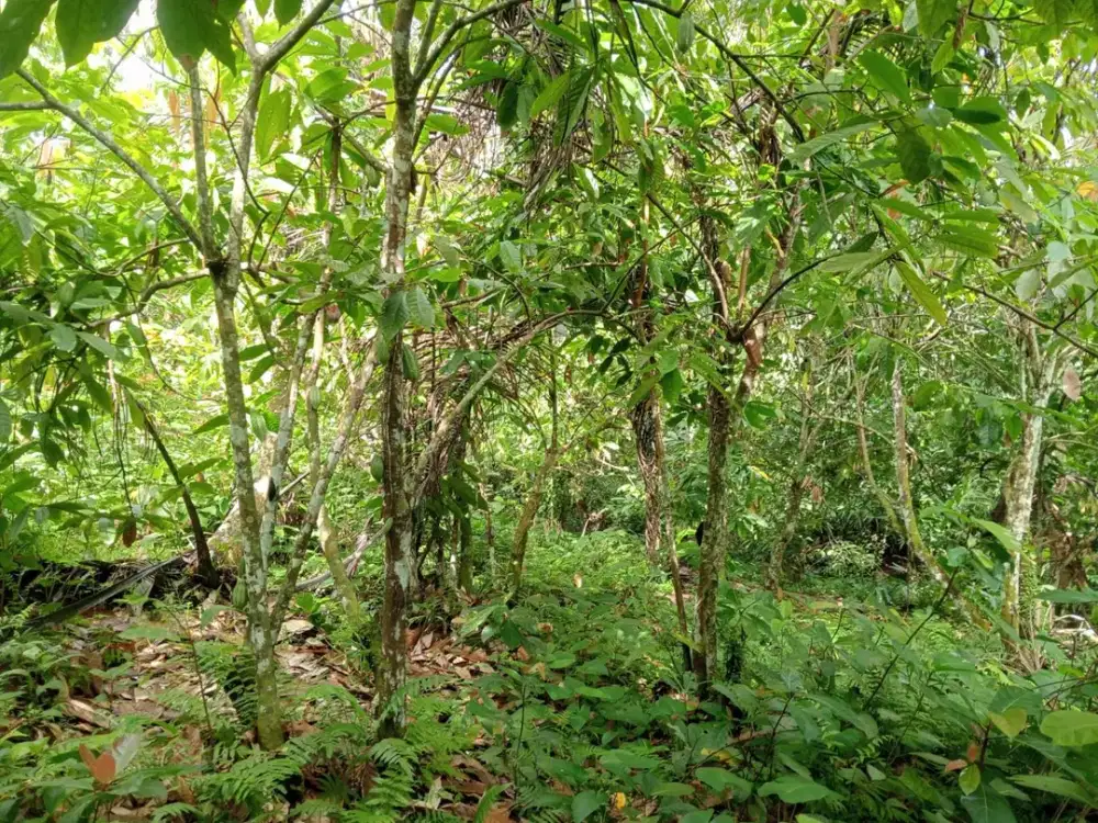 Dijual Lahan Tegalan View Sawah dengan Suasana Tenang dan Asri