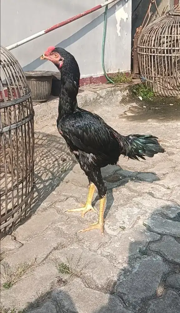 Ayam Bangkok Masih Gress
