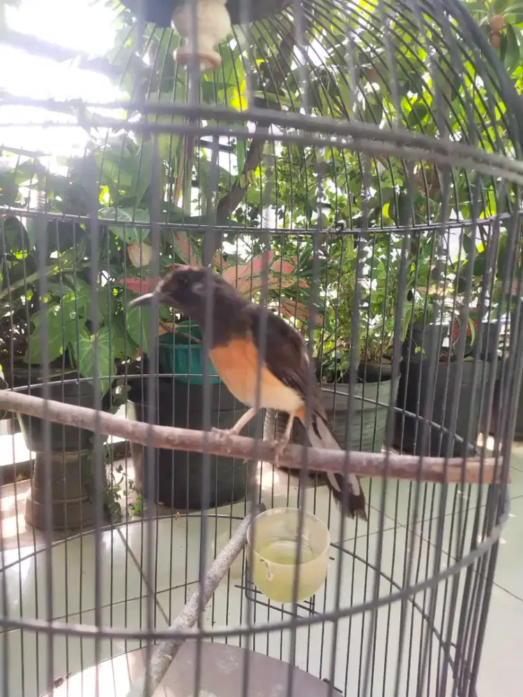 Burung murai betina