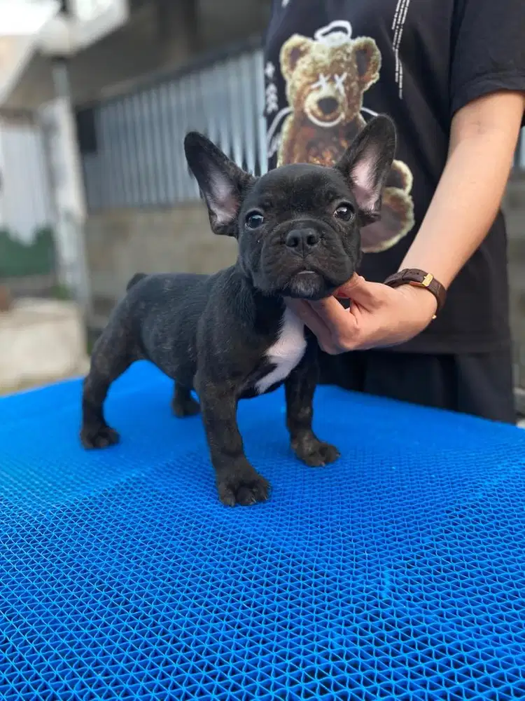 French bulldog jantan istimewa murmer