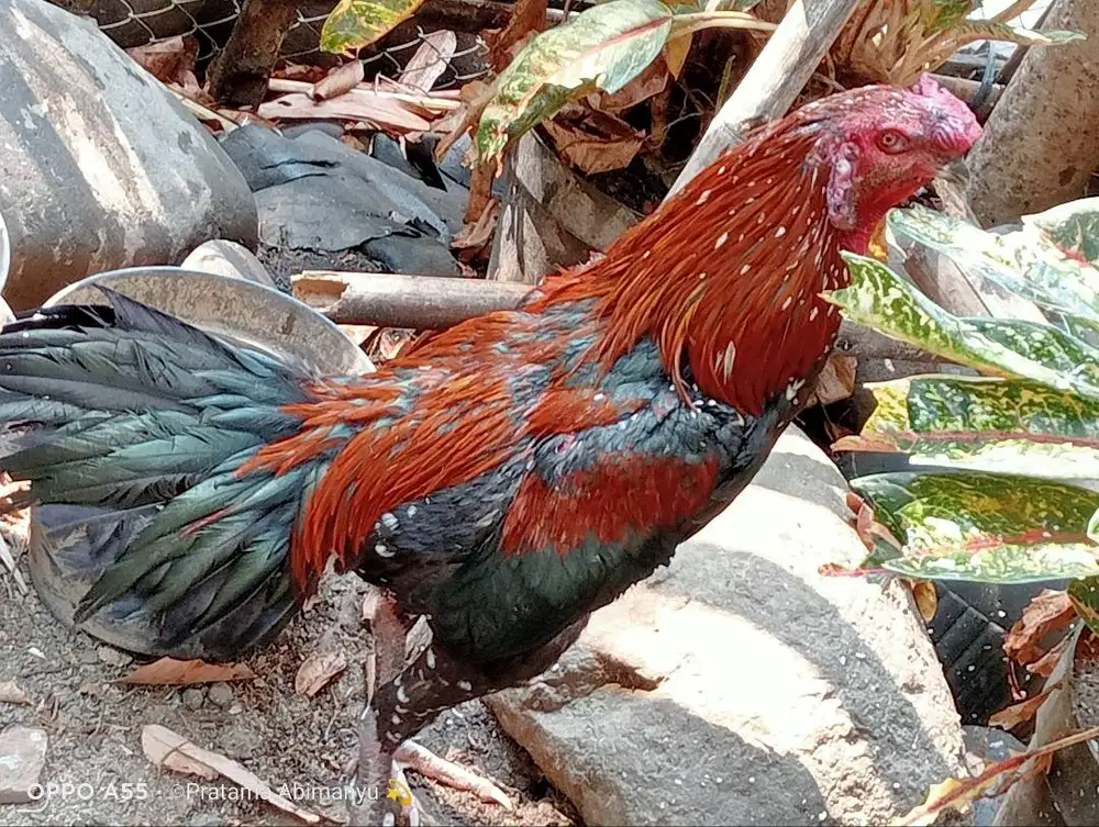 Jago Bangkok Purworejo
