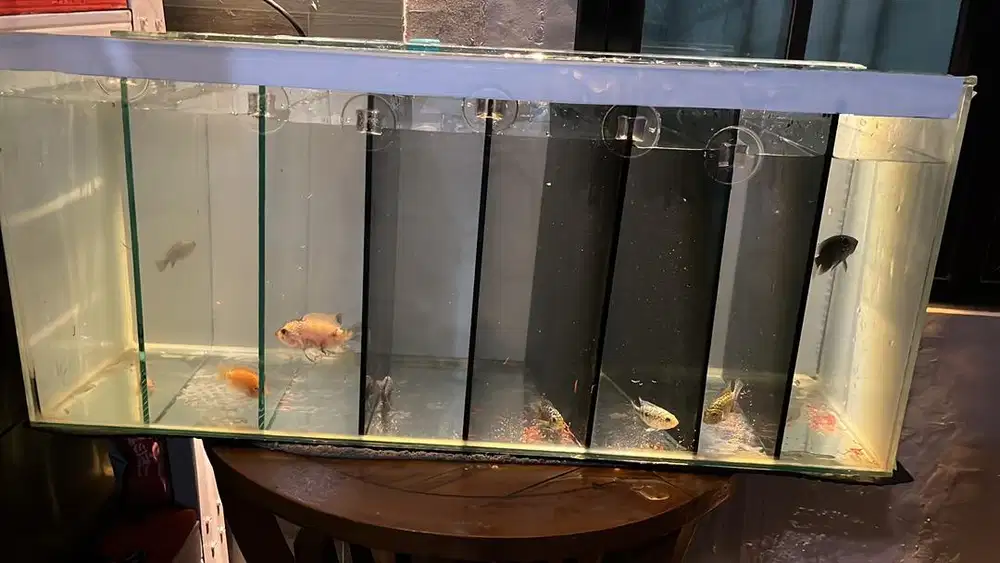 Ikan Louhan Kamfa F2 Thailand