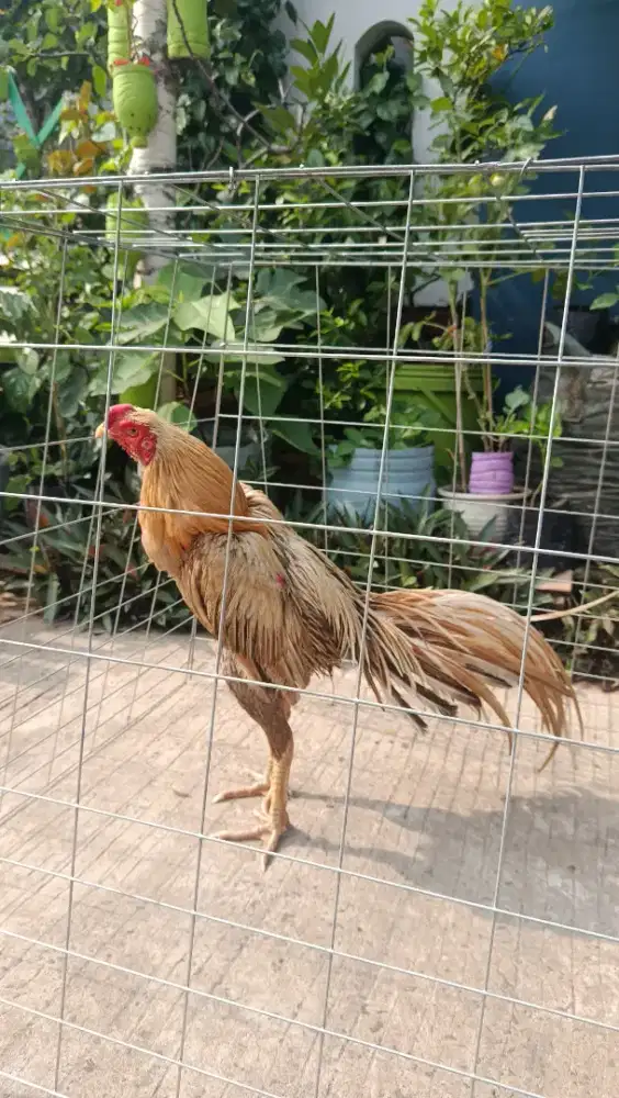 AYAM EKOR LIDI USIA 7 BULAN