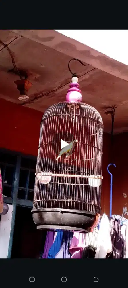 Burung kenari gacor bisa dikirim-kirim