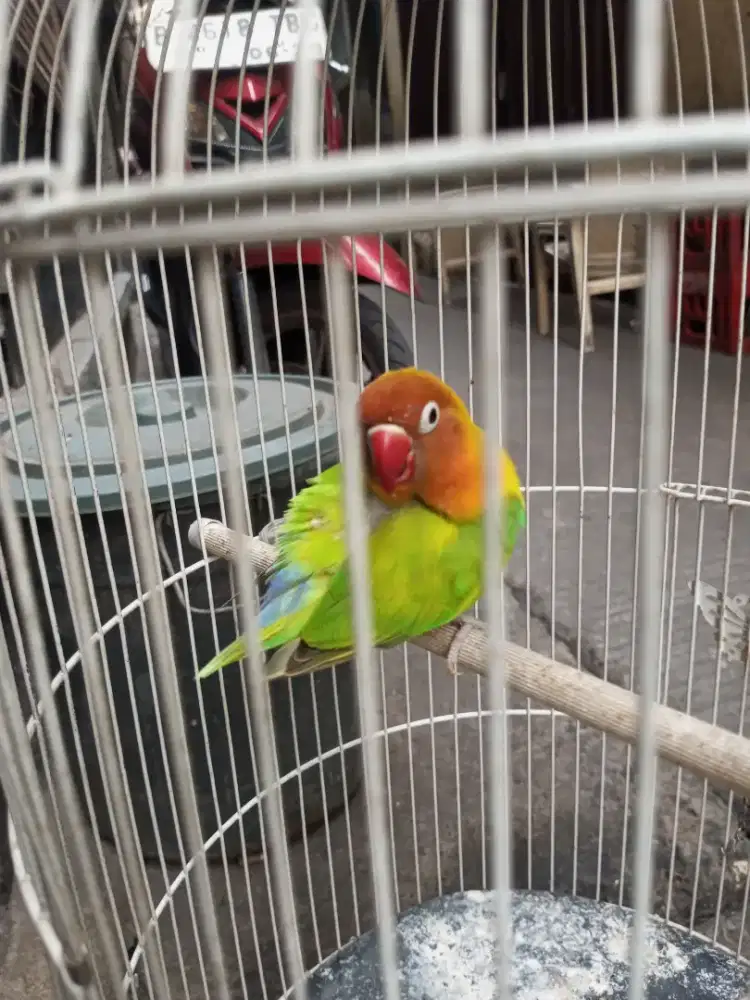 burung love bird jantan