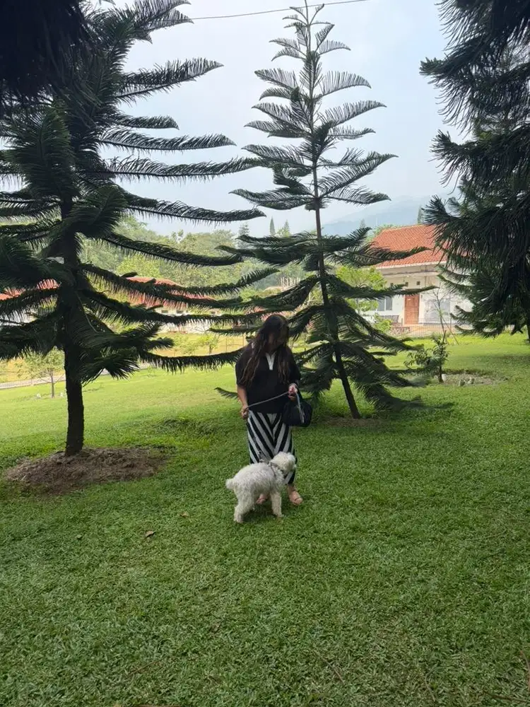 MBA CUCI GOSOK BAJU/ART/PEMBANTU/MBA BERSIH2 BERANI ANJING