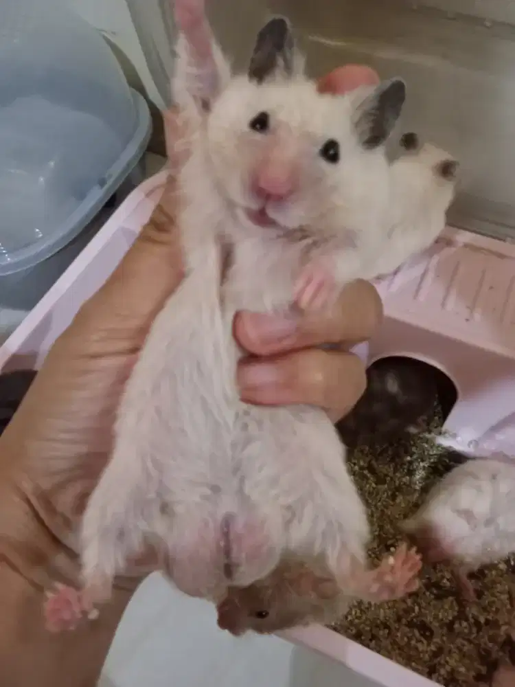 Hamster syirian