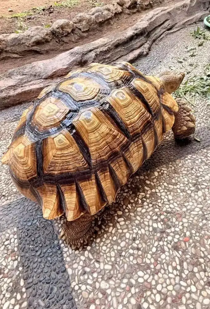 Sulcata warna baguss besar murahh