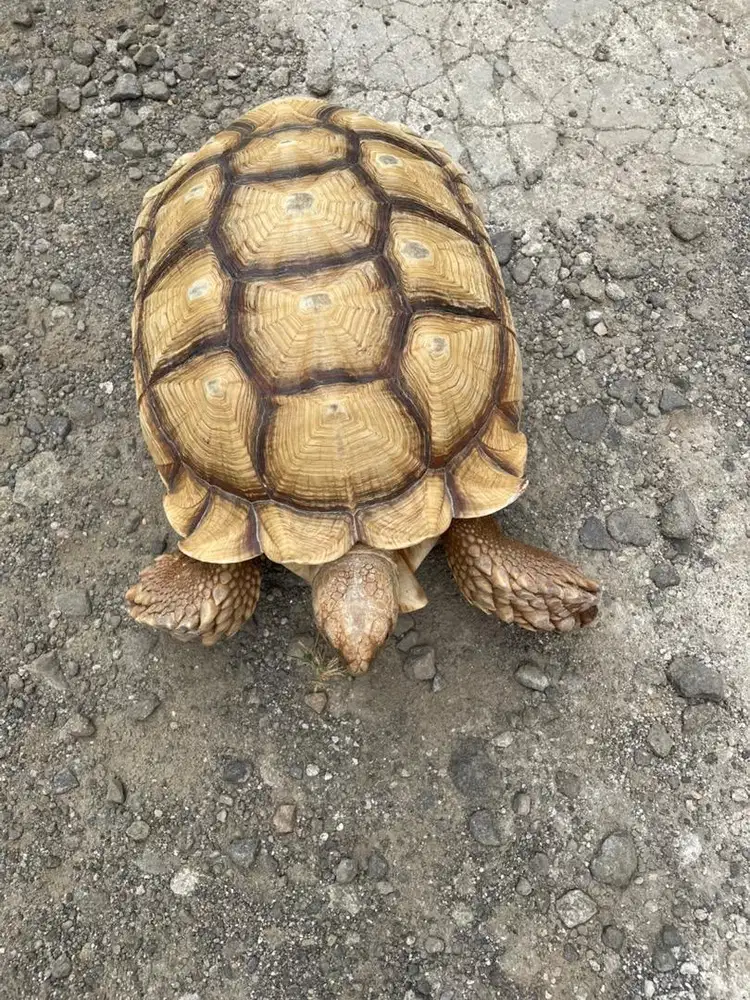 Kura Kura Sulcata
