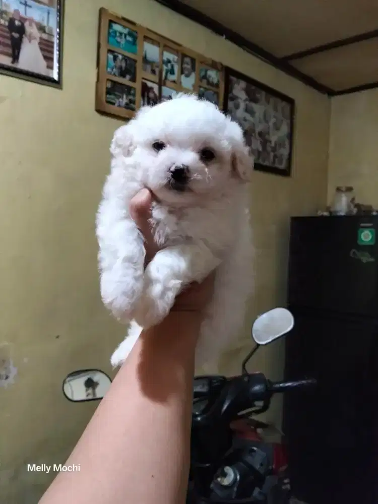 Toy poodle non stb