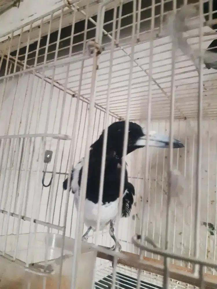 Burung jagal papua murmer
