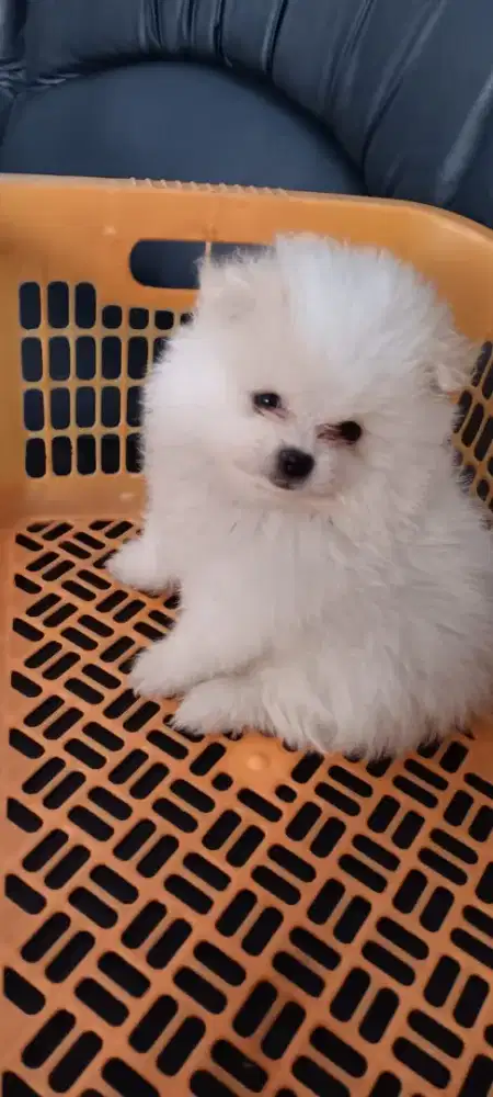 Puppy Pom JaNtan Nego tipis