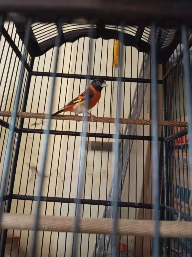 Red siskin clasic