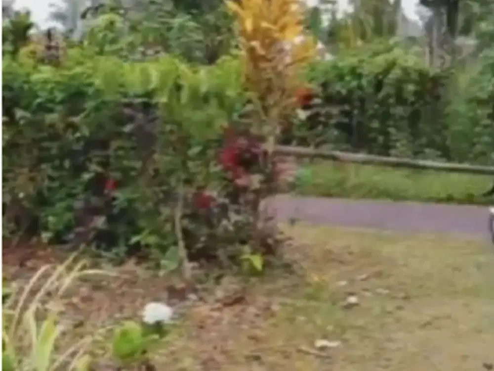 Dijual Lahan Perkebunan Pribadi di Desa Wisata Belimbing Pupuan