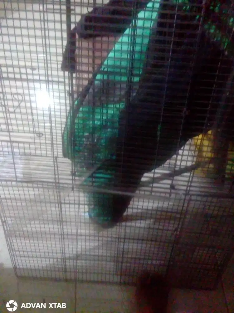 Kandang kotak besi tipis 40*60
