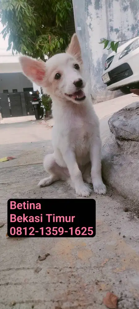 Puppies Mix Kintamani