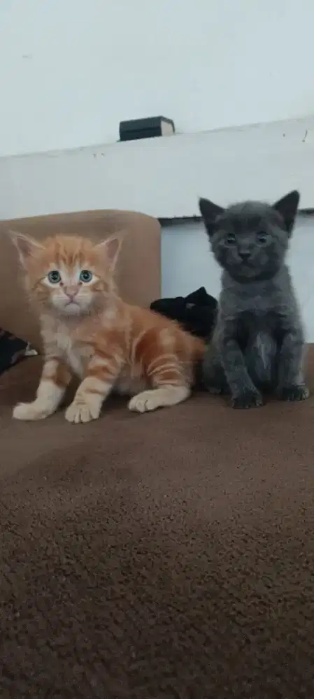 Jual kucing anggora