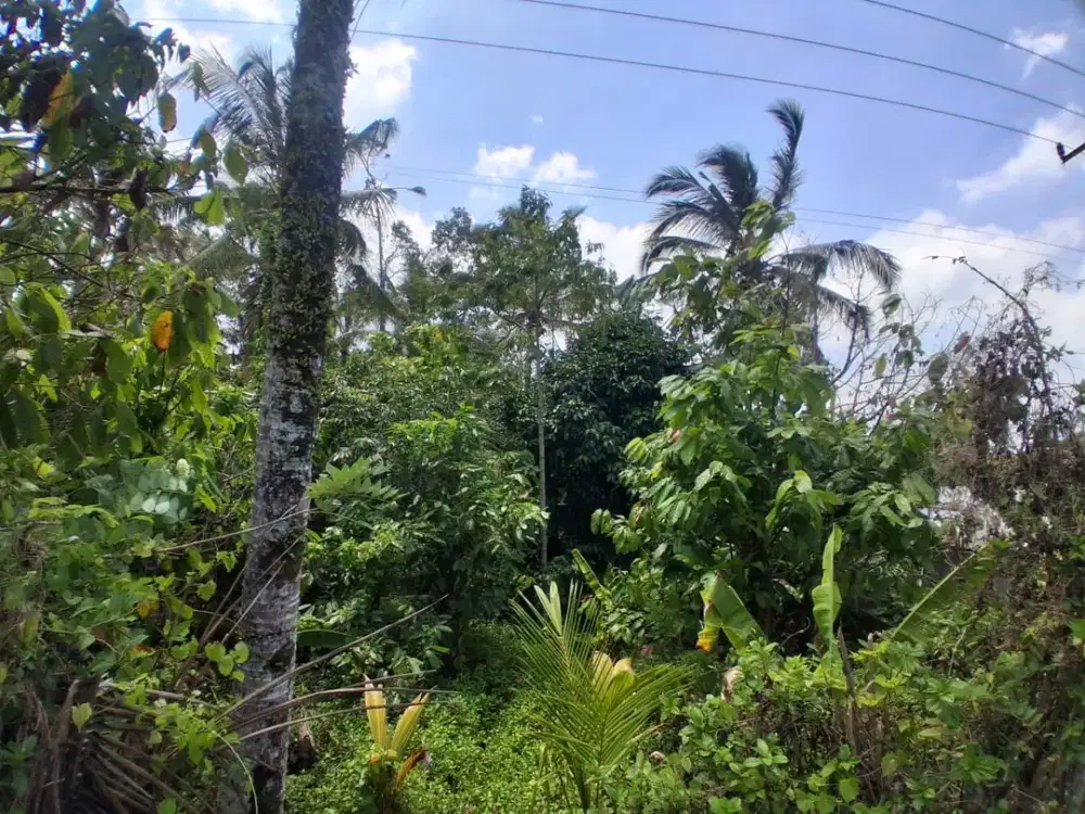 Dijual Lahan dengan View Sawah Sunset Lingkungan Sejuk dan Tenang