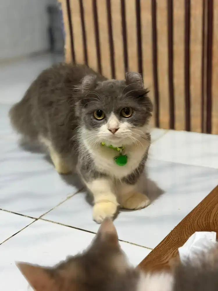Kucing Munchkin Kinkalow Jantan 4Bln
