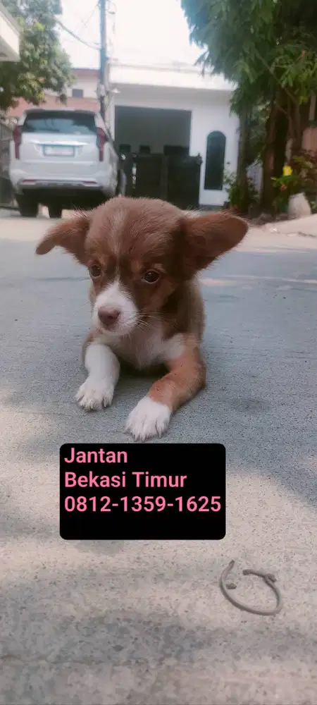 Puppy Mix Kintamani Jantan