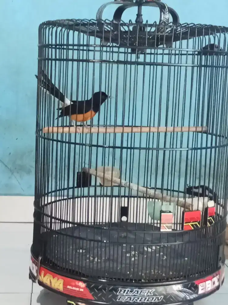 Jual murai batu borneo