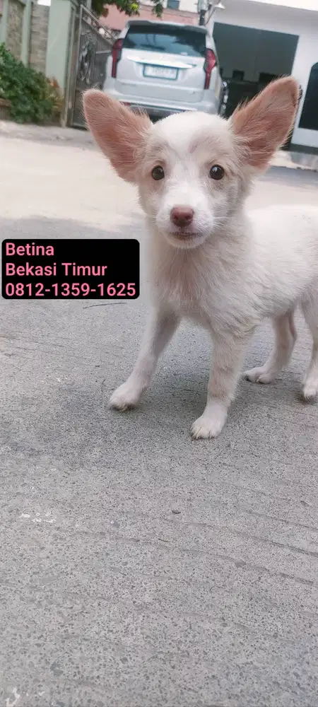 Puppy Mix Kintamani Betina