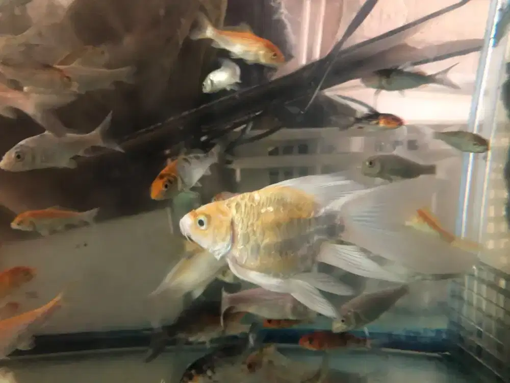 Butterfly koi / hudielong golden aragoke 14 cm