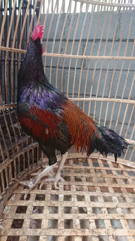 Ayam Bekisar Umur 1 Tahun Minus
