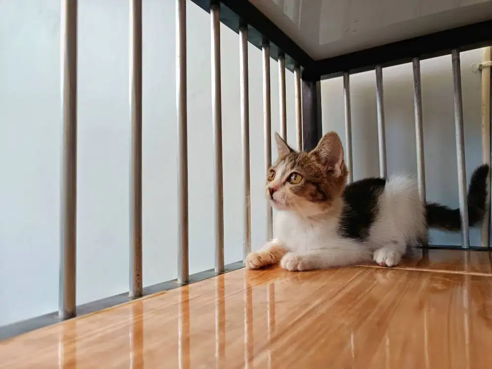 british shorthair bsh betina 2 bulan brown tabby and white