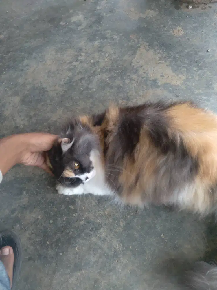 Hewan peliharaan kucing persia