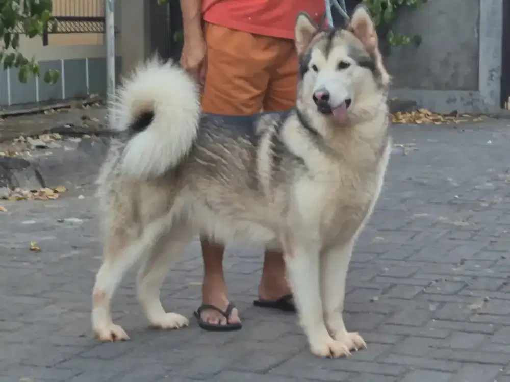 Alaska malamute btna remaja calon indukan