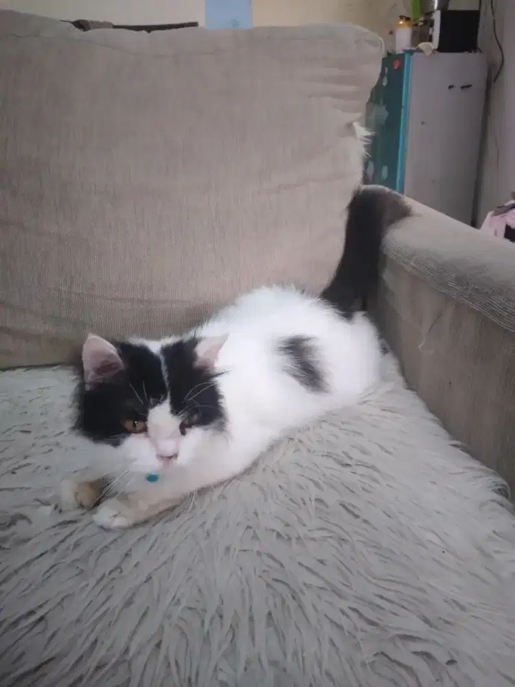 Adopt Kucing Persia Long Hair Jantan