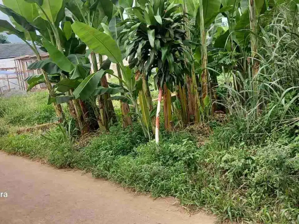 PARUNG - tanah dijual BU