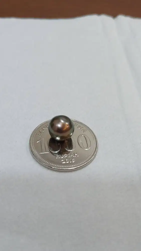 Mutiara hitam tahiti button bulat original