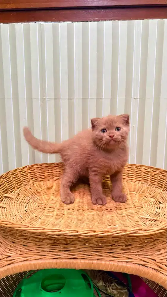 Kucing beitish sf cinamon