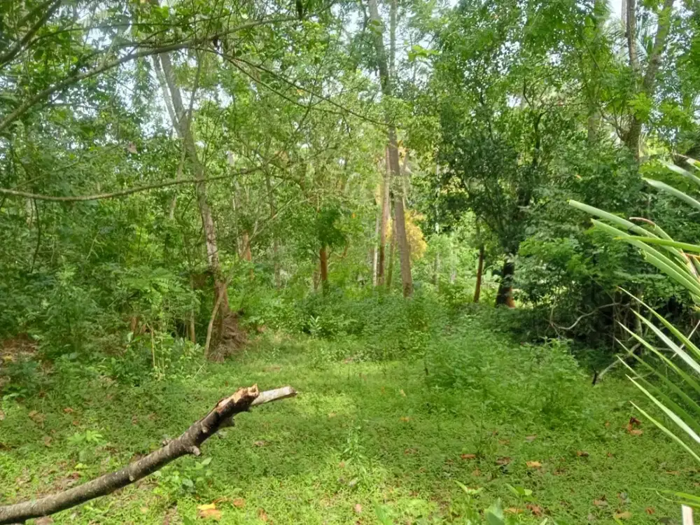 Dijual Lahan Premium di Pinggir Jalan Nasional Dps - Gilimanuk
